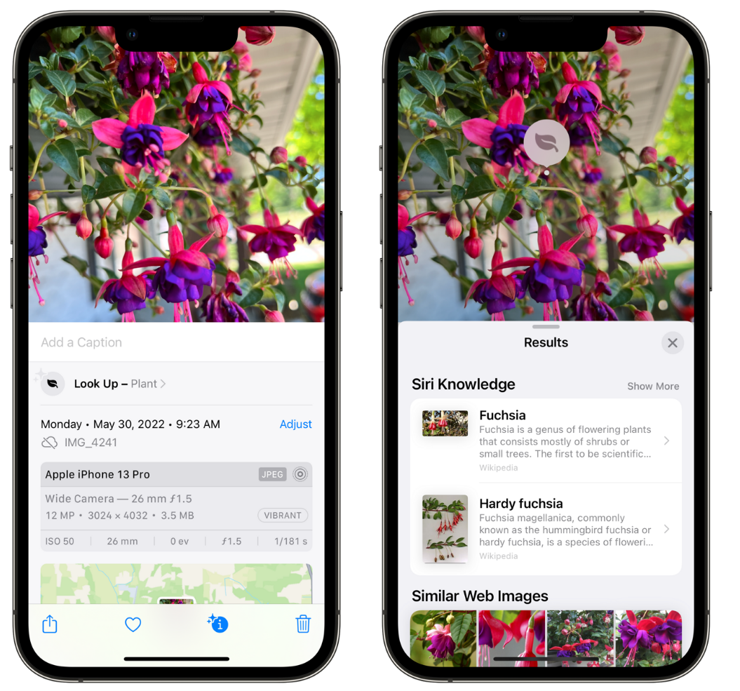 嫩江苹果手机维修分享小技巧：使用 iPhone 相机识别花卉植物 